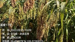 隴糜17號